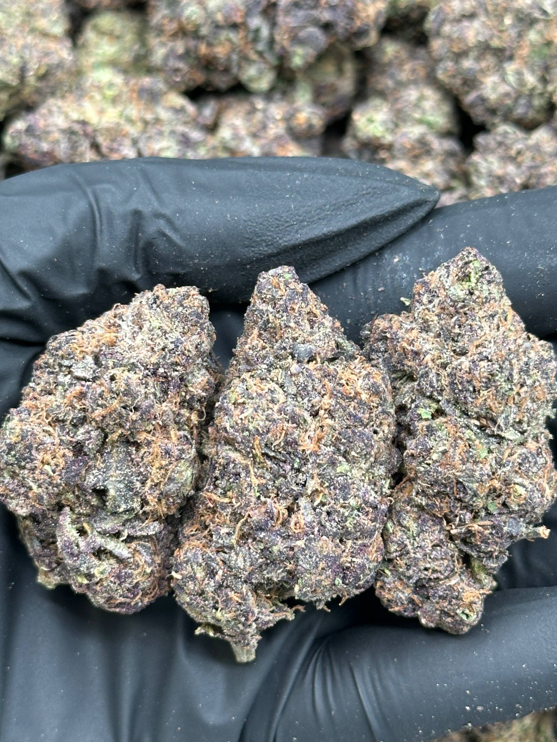 Indoor FIRE Exotics
